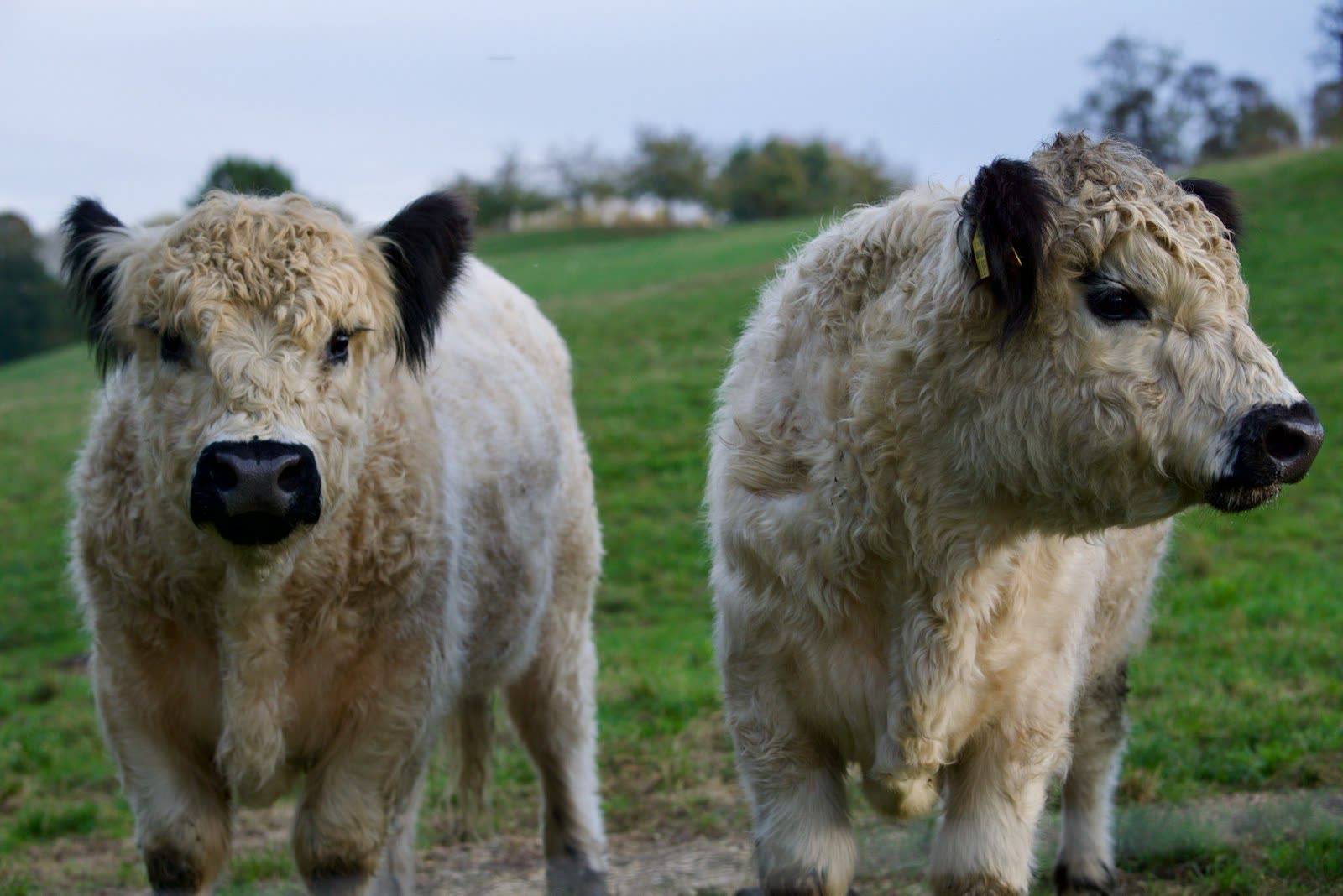 Cattle grazing on pasture at sunrise